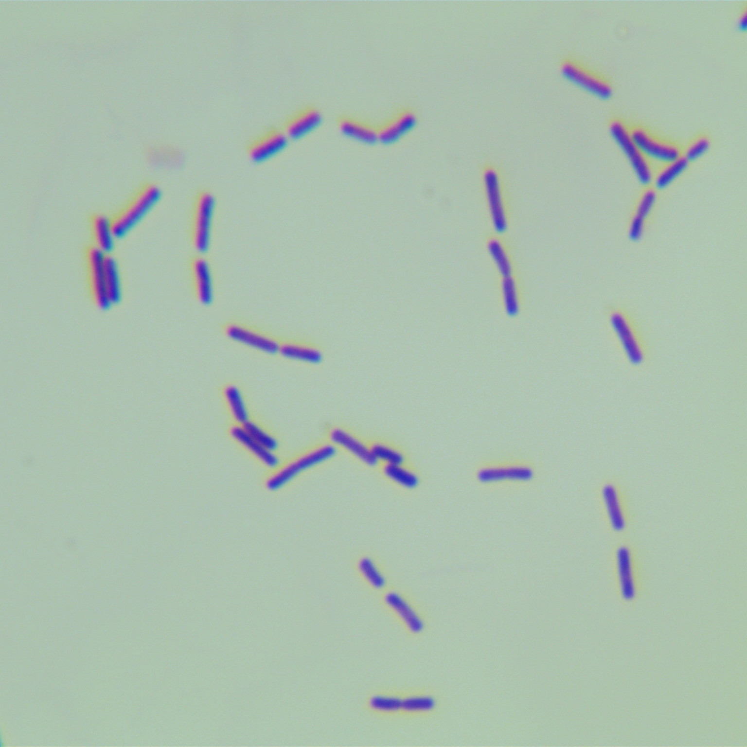 Bacillus amyloliquefaciens-BNCC