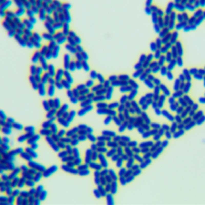Lactobacillus plantarum-BNCC