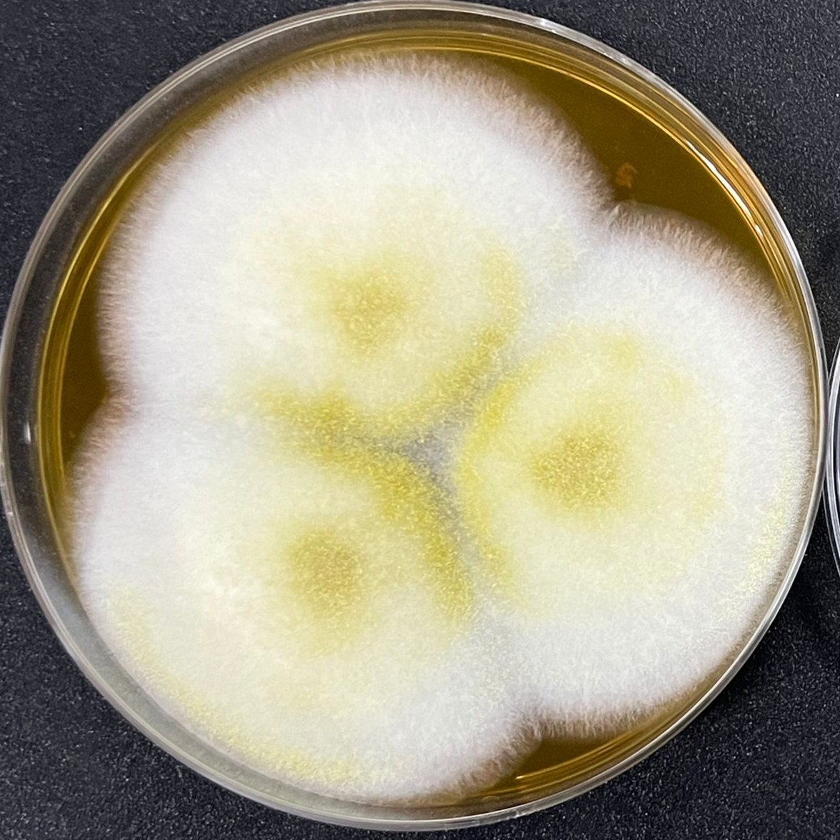 Aspergillus oryzae-BNCC