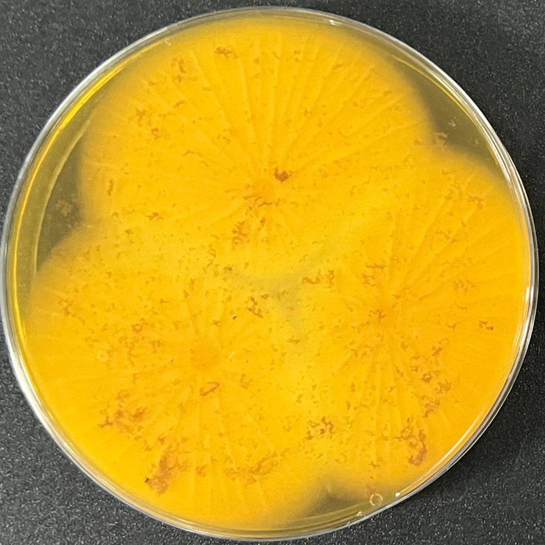 Aspergillus oryzae-BNCC