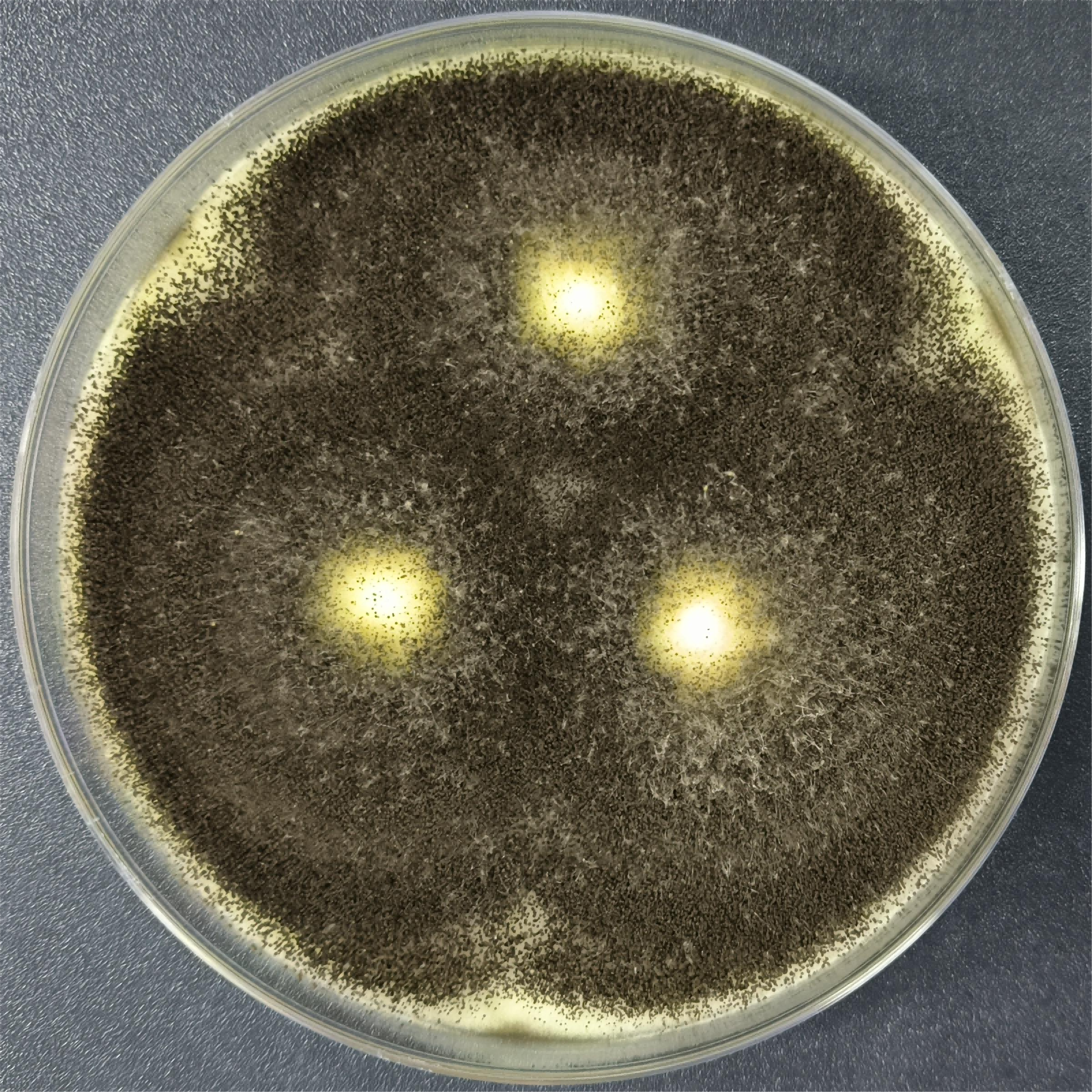 Aspergillus niger-BNCC