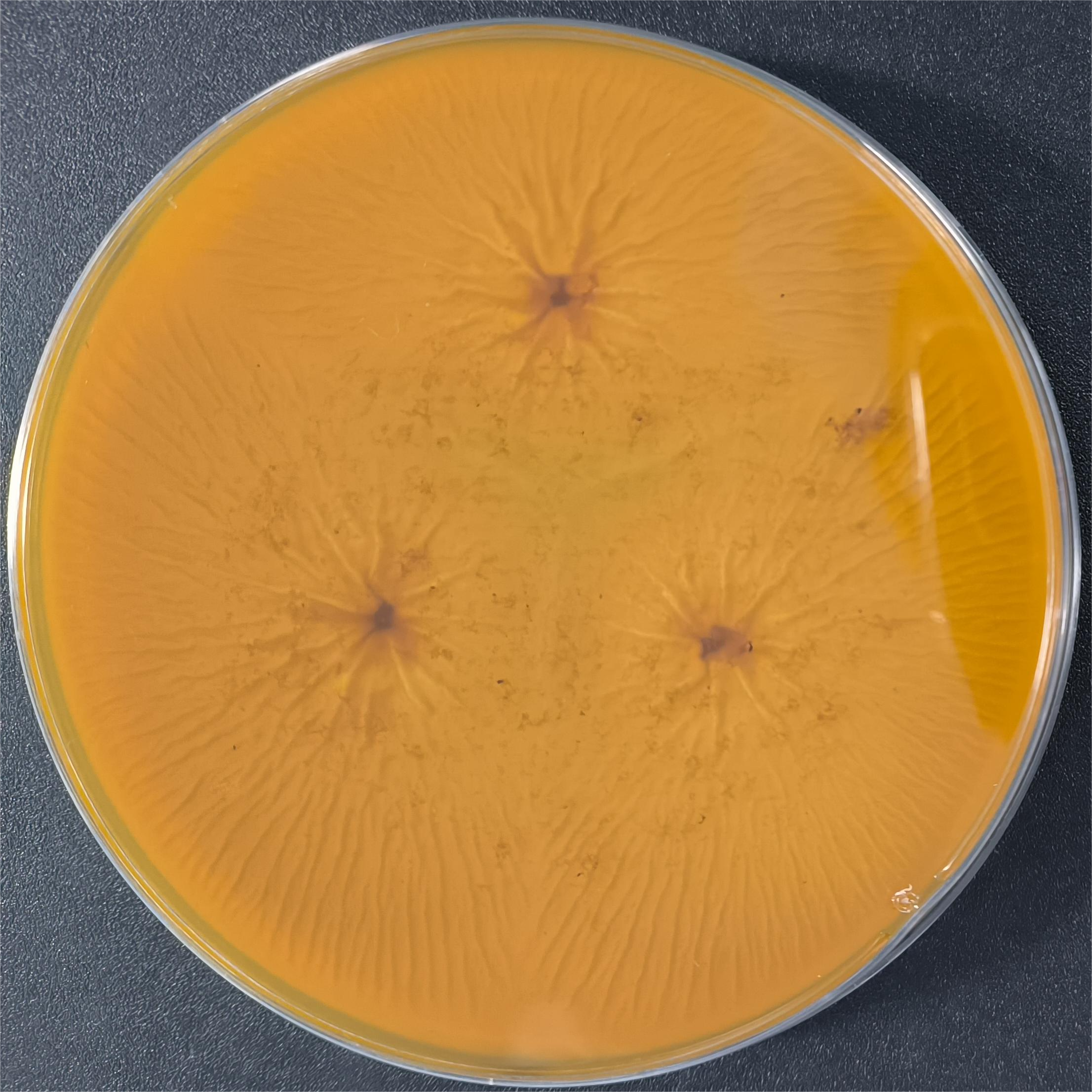 Aspergillus niger-BNCC