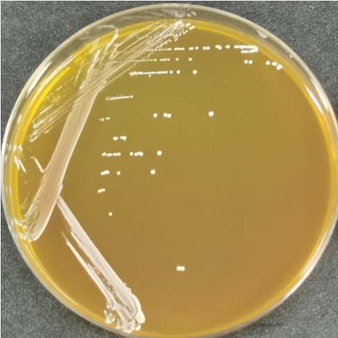 Streptococcus pentosus-BNCC