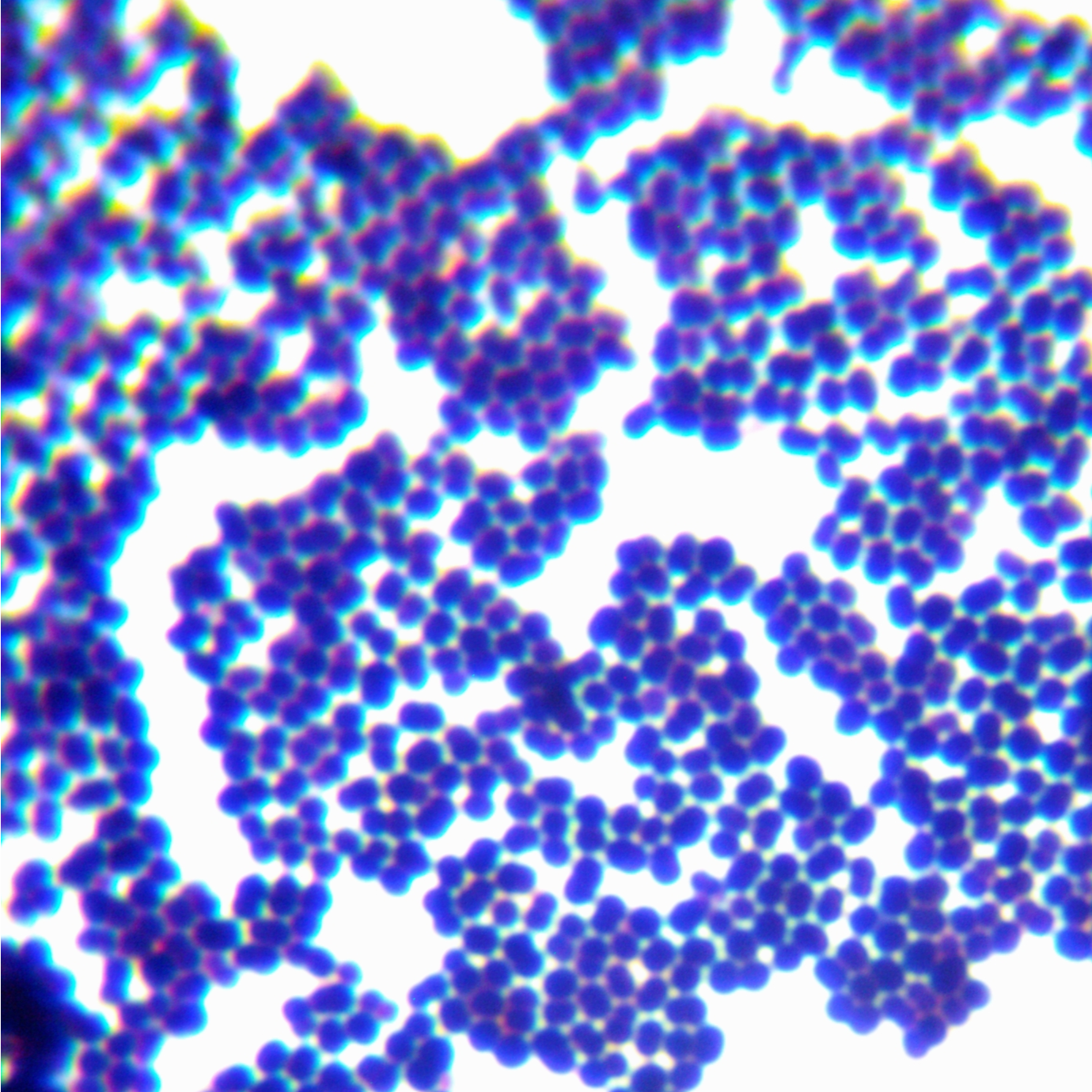 Streptococcus pentosus-BNCC