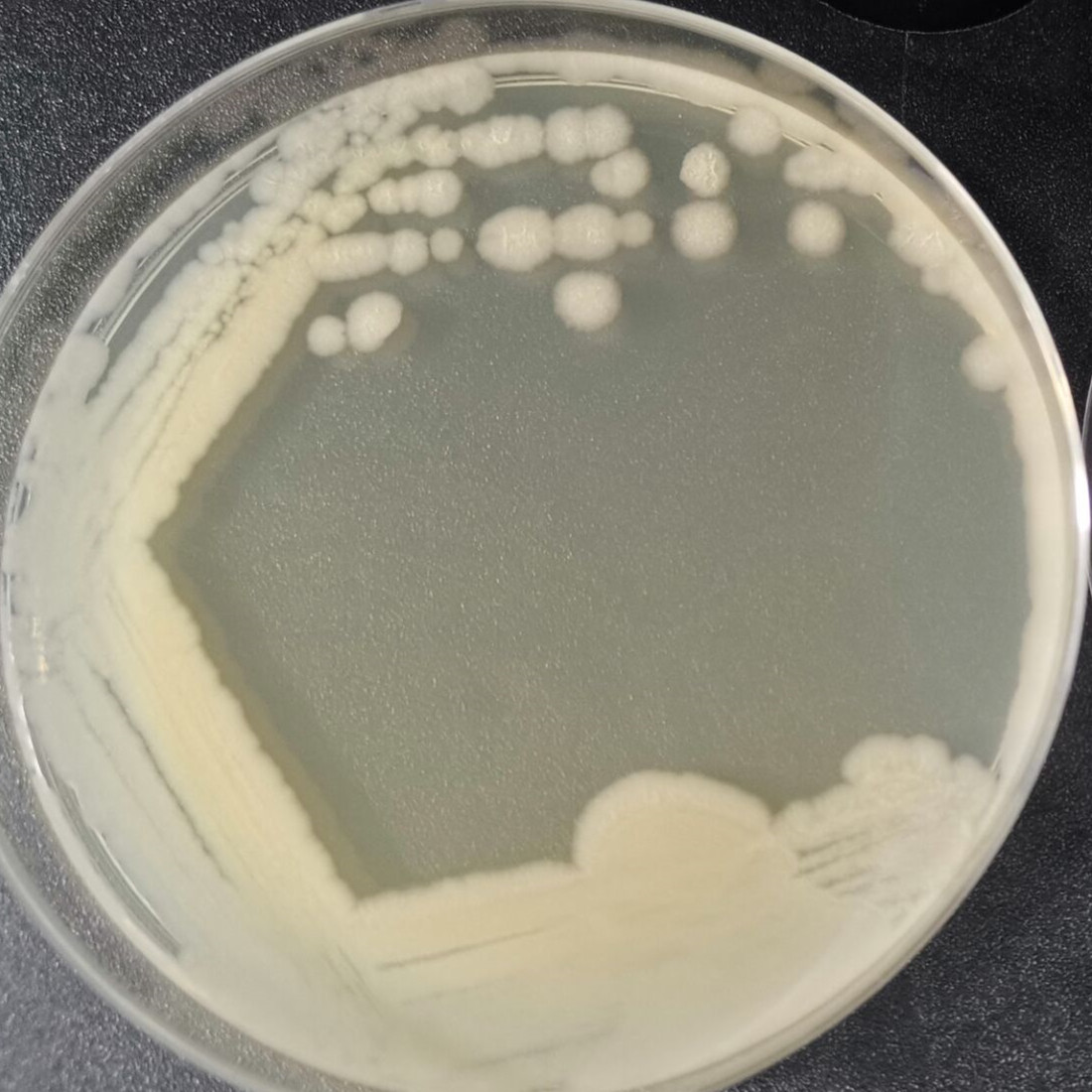 Bacillus subtilis subspecies-BNCC
