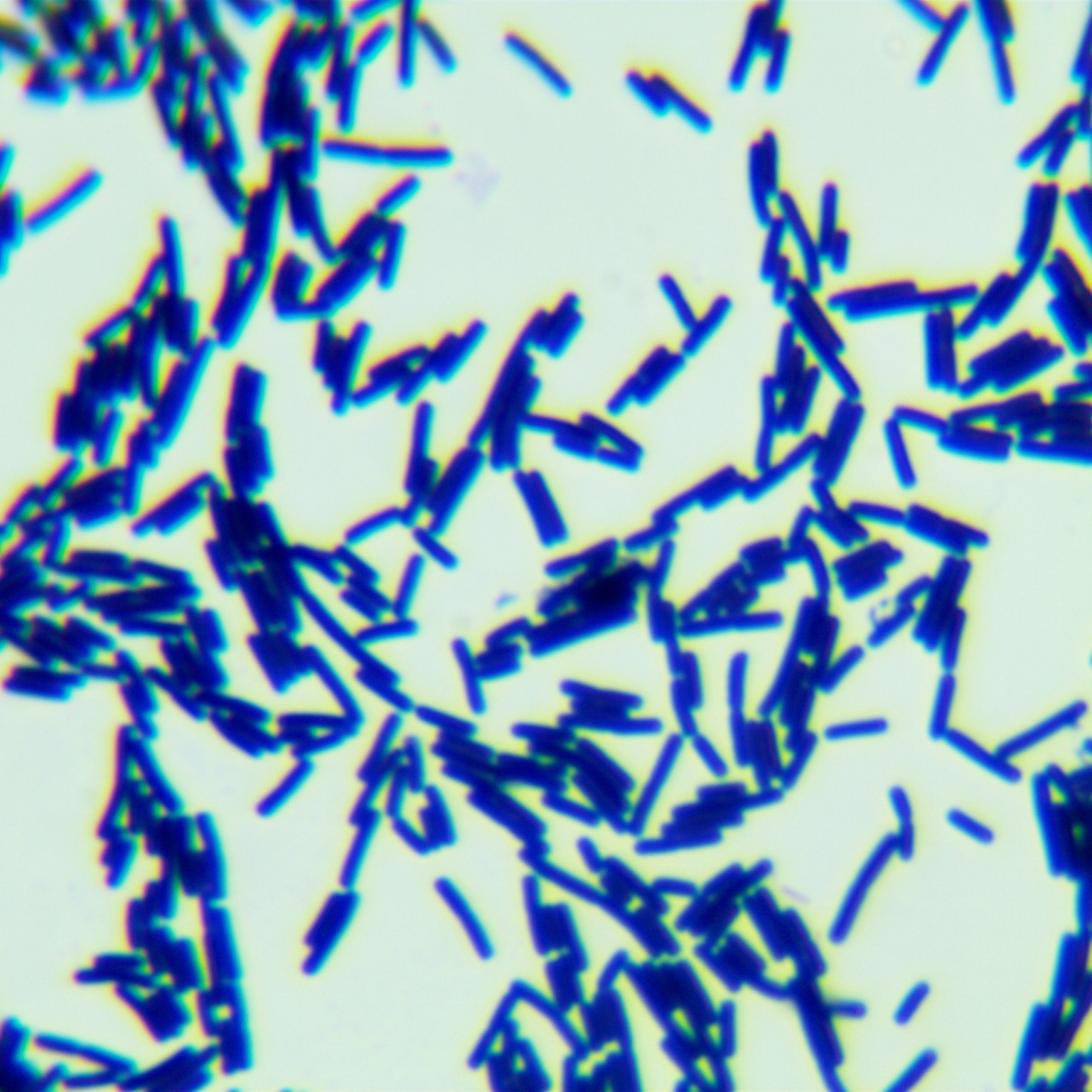Bacillus subtilis subspecies-BNCC