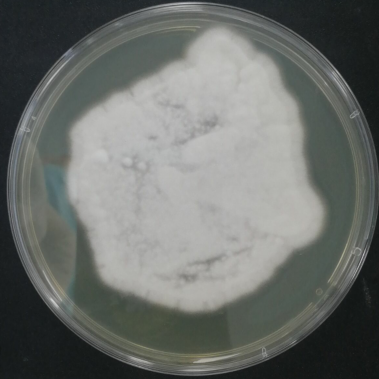 Curly neck fungi-BNCC