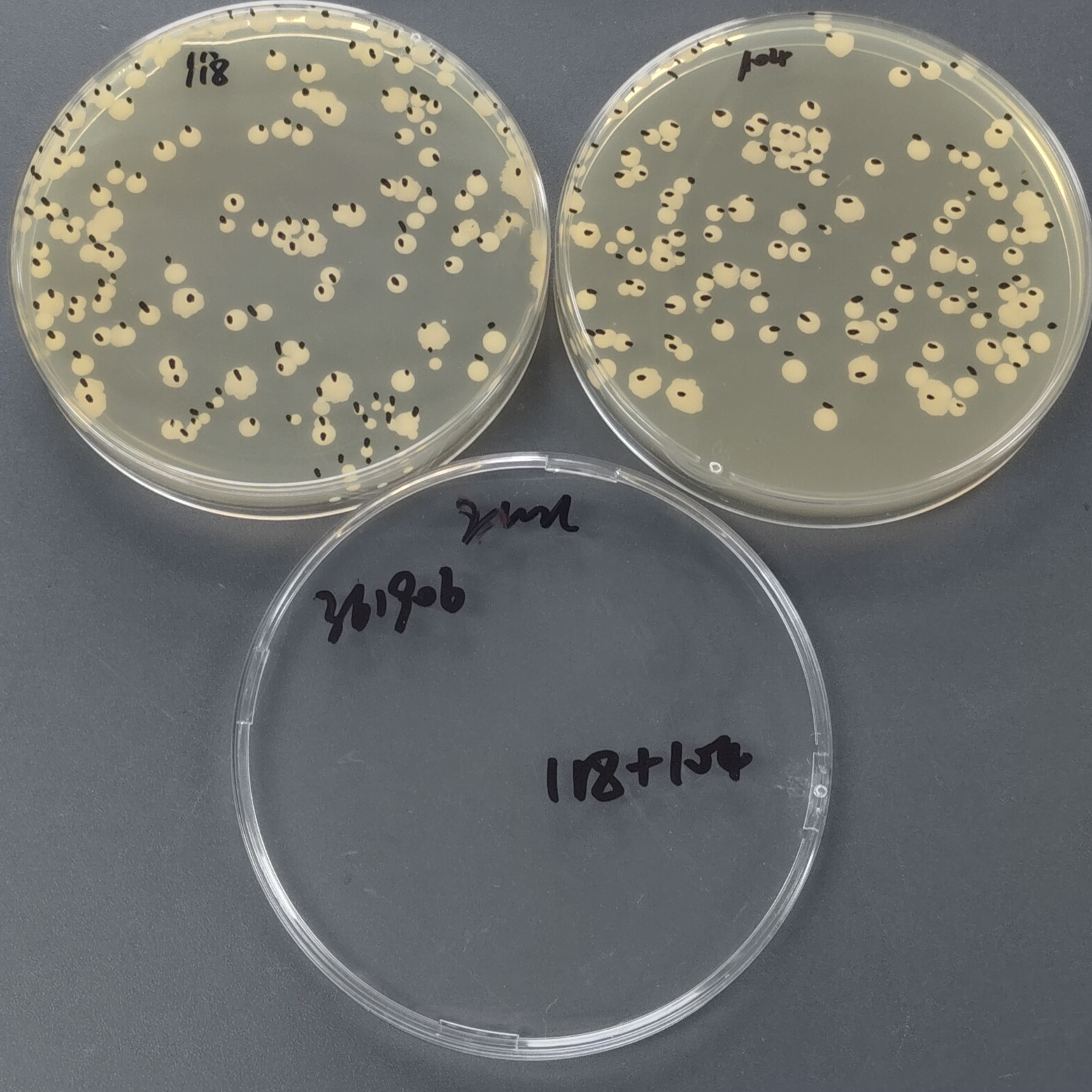 Quantitative strain of Candida albicans-BNCC