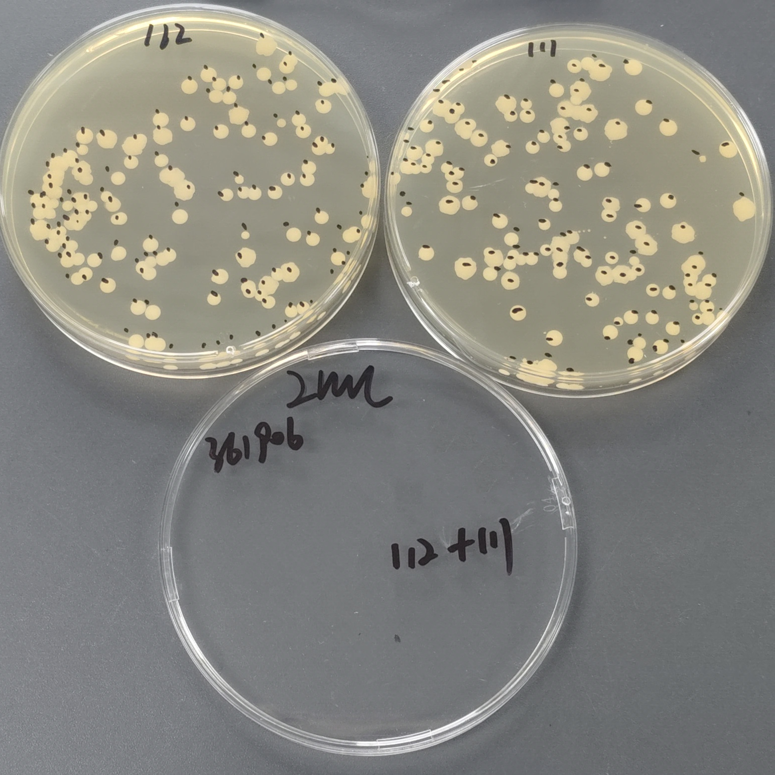 Quantitative strain of Candida albicans-BNCC