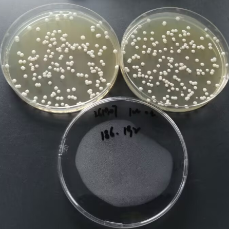 Quantitative strain of brewing yeast-BNCC