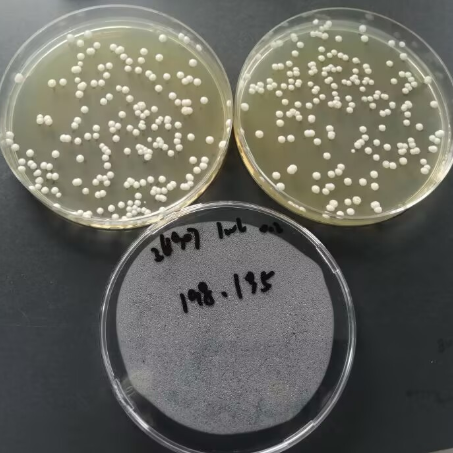 Quantitative strain of brewing yeast-BNCC