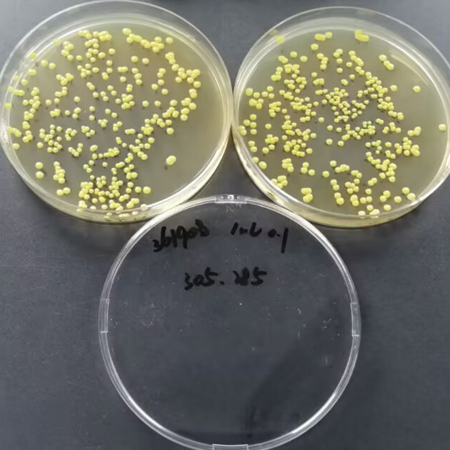 Quantitative strain of Rhizophilic Kochia-BNCC