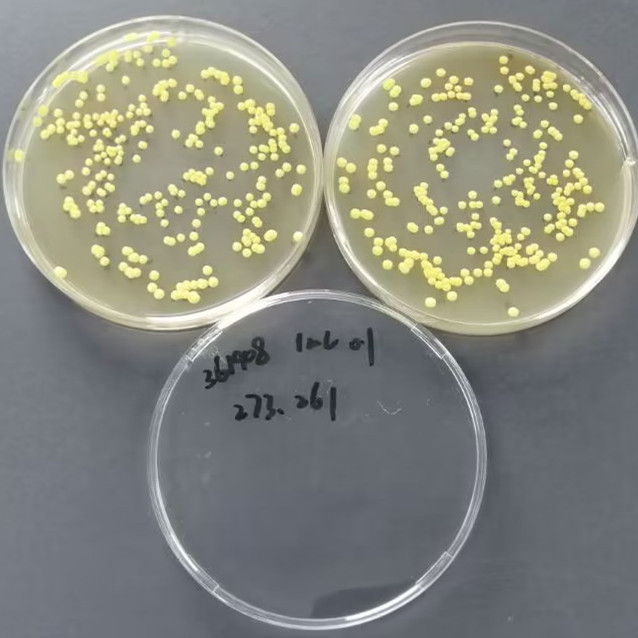 Quantitative strain of Rhizophilic Kochia-BNCC