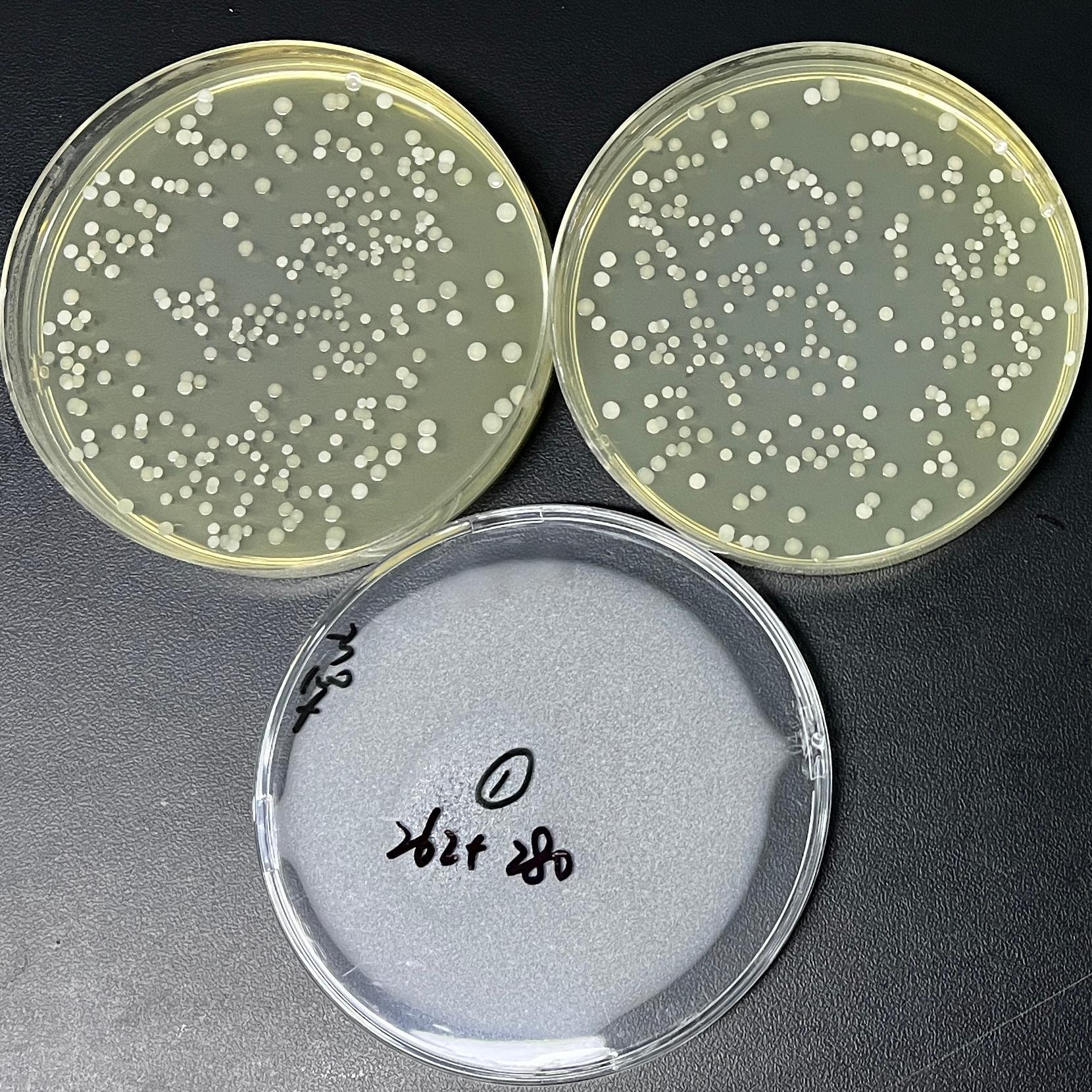 Quantitative strain of Staphylococcus epidermidis-BNCC