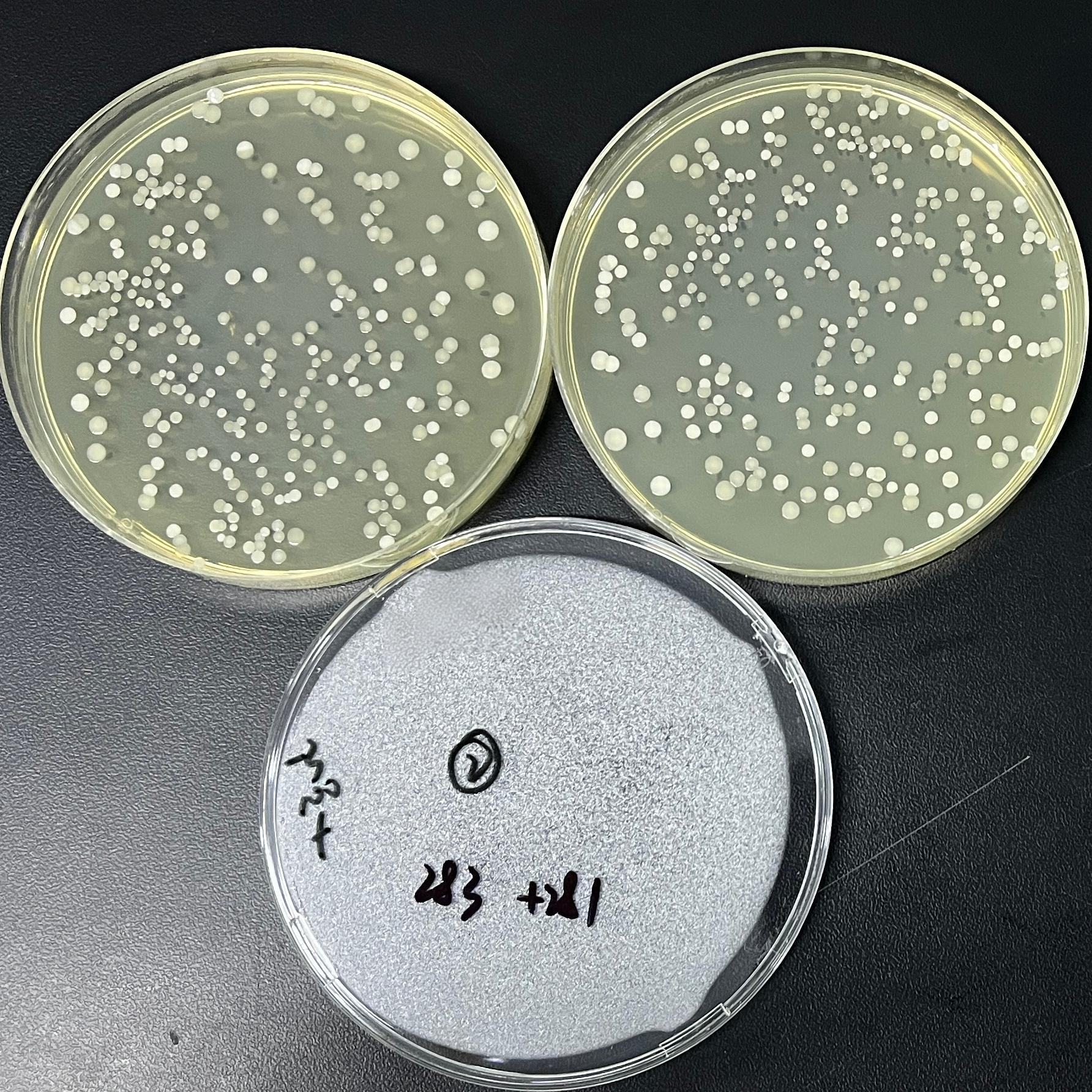 Quantitative strain of Staphylococcus epidermidis-BNCC