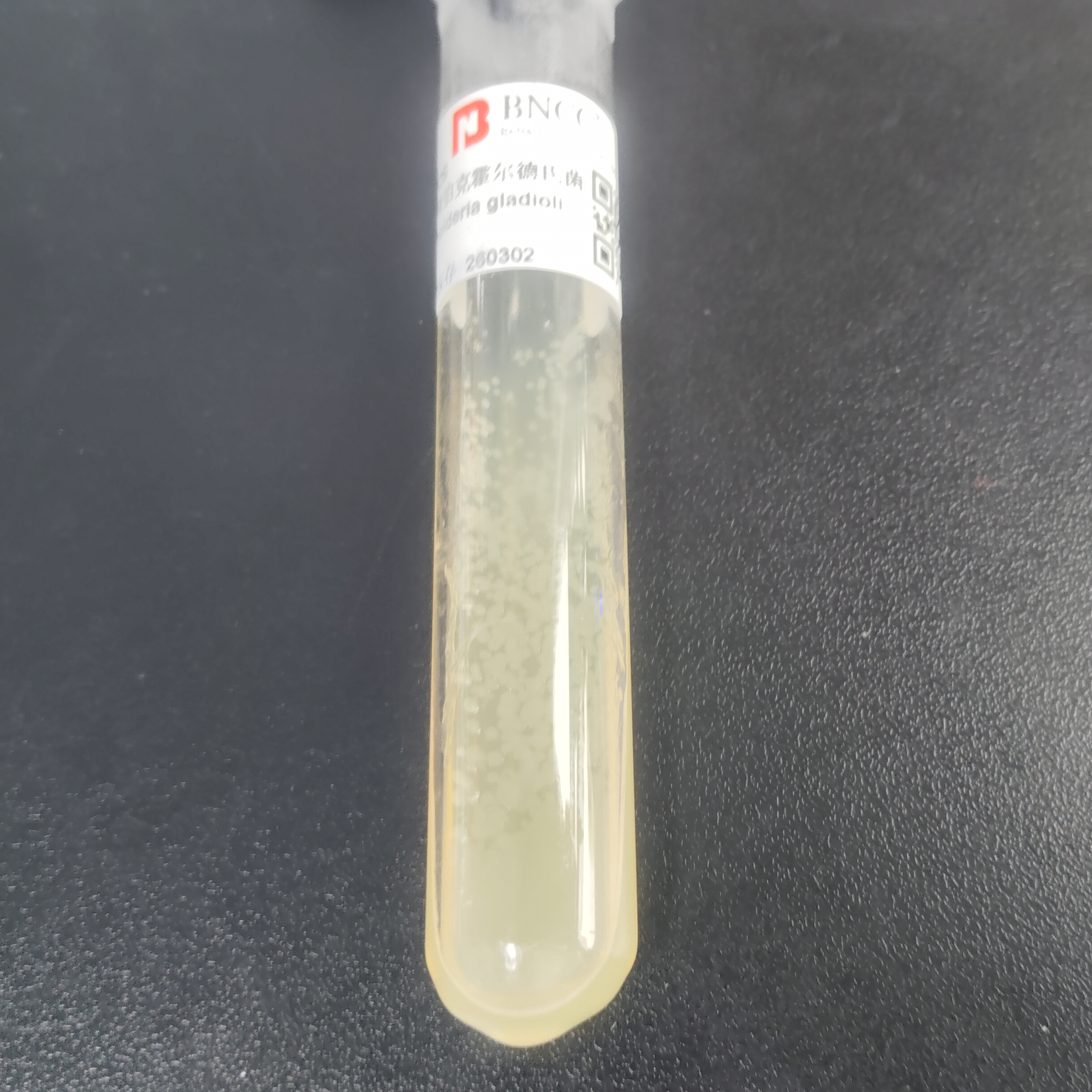 Burkholderia monocytogenes-BNCC