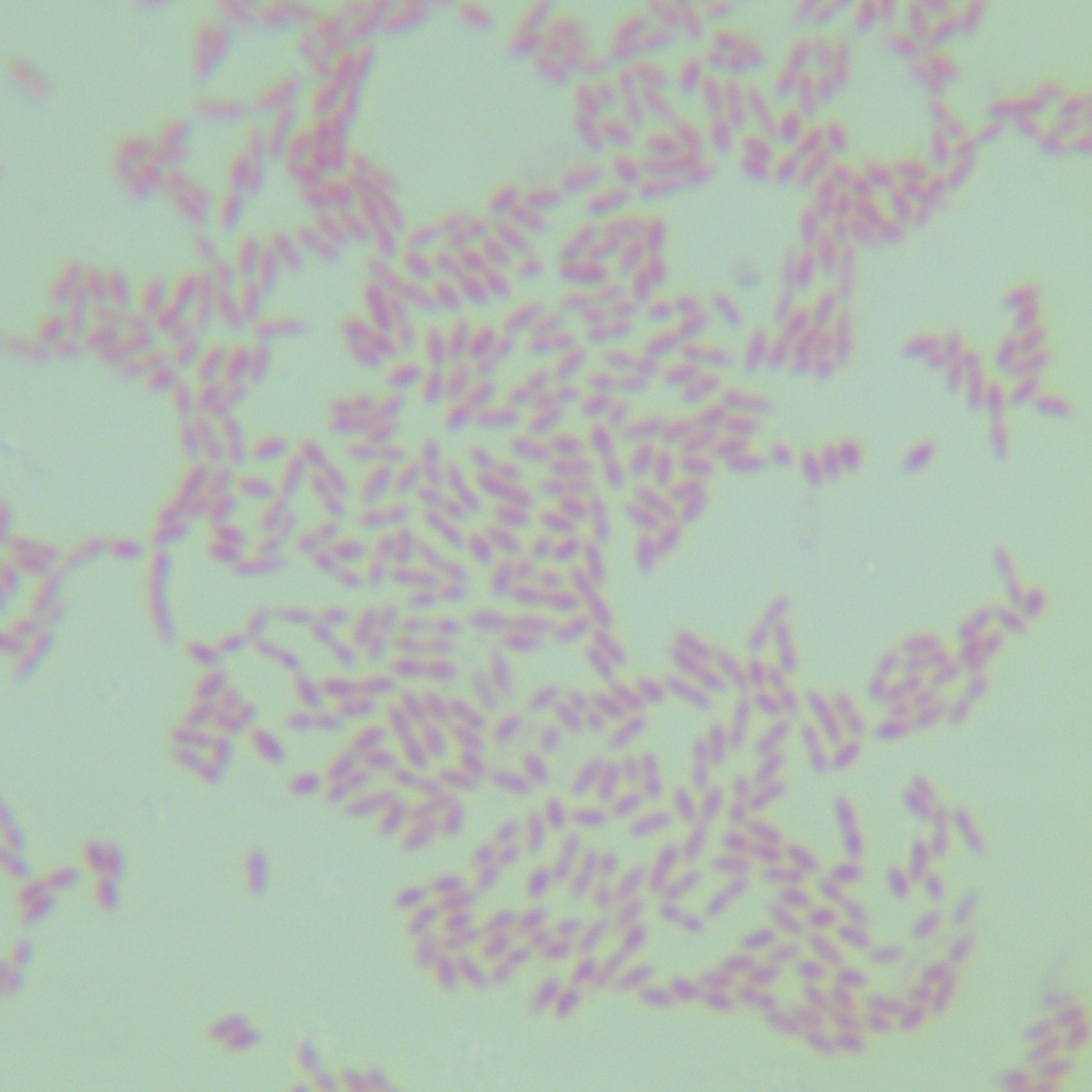 Burkholderia monocytogenes-BNCC