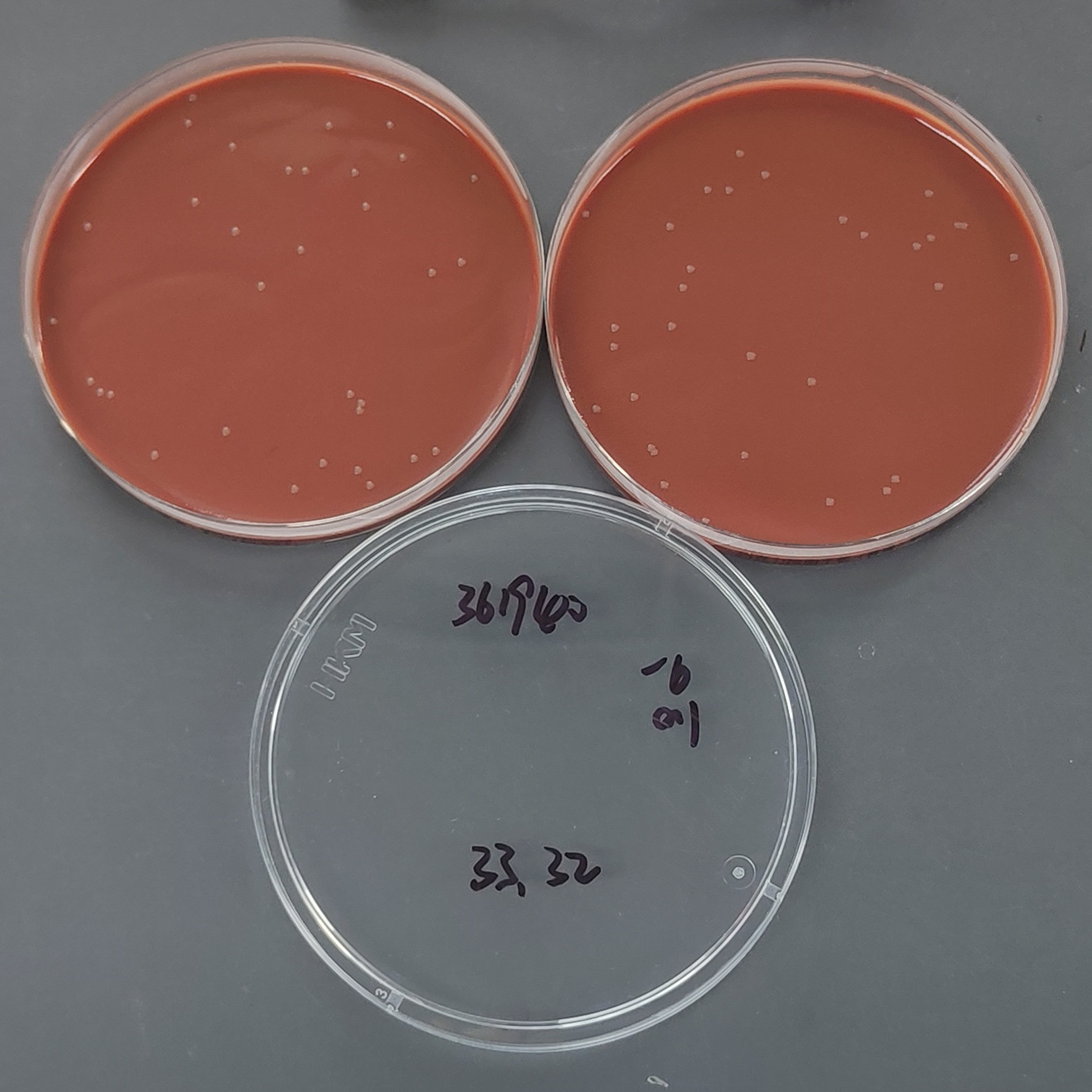 Hemolytic Hemophilus-BNCC