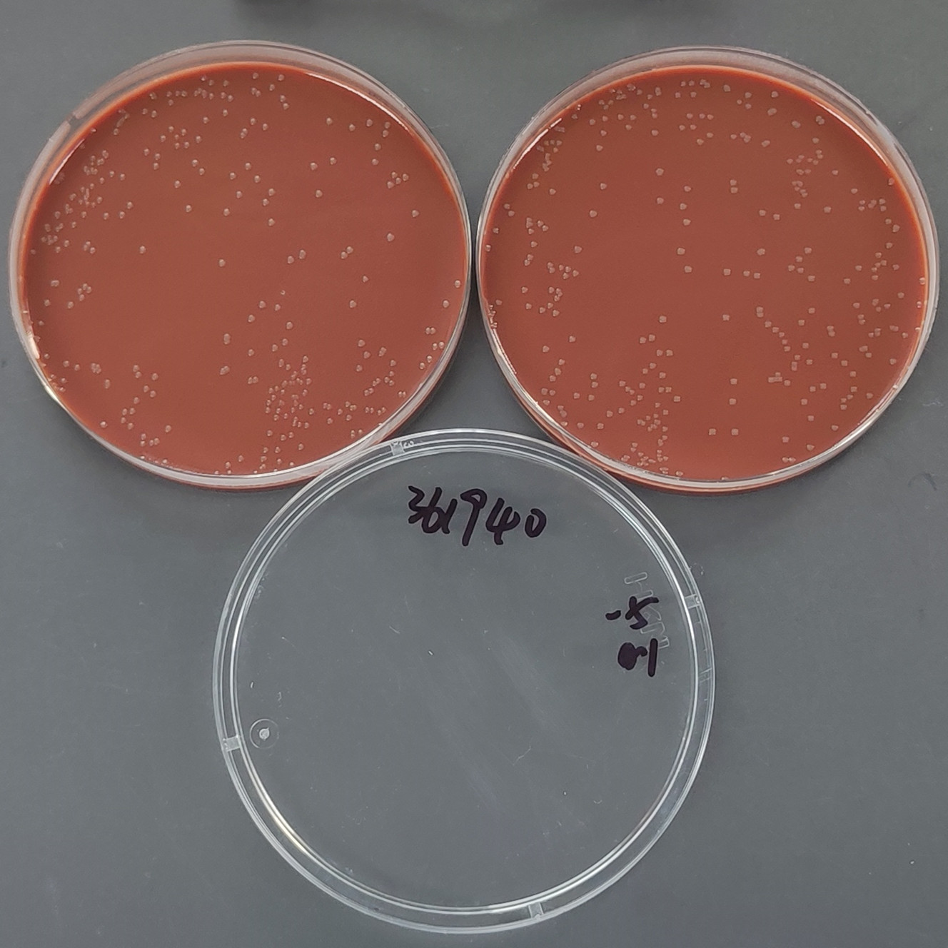 Hemolytic Hemophilus-BNCC