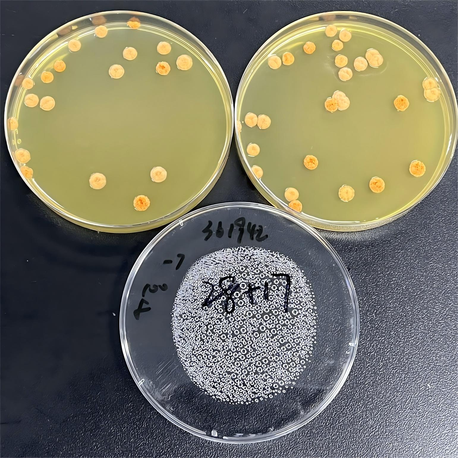 Nocardia pyogenes-BNCC