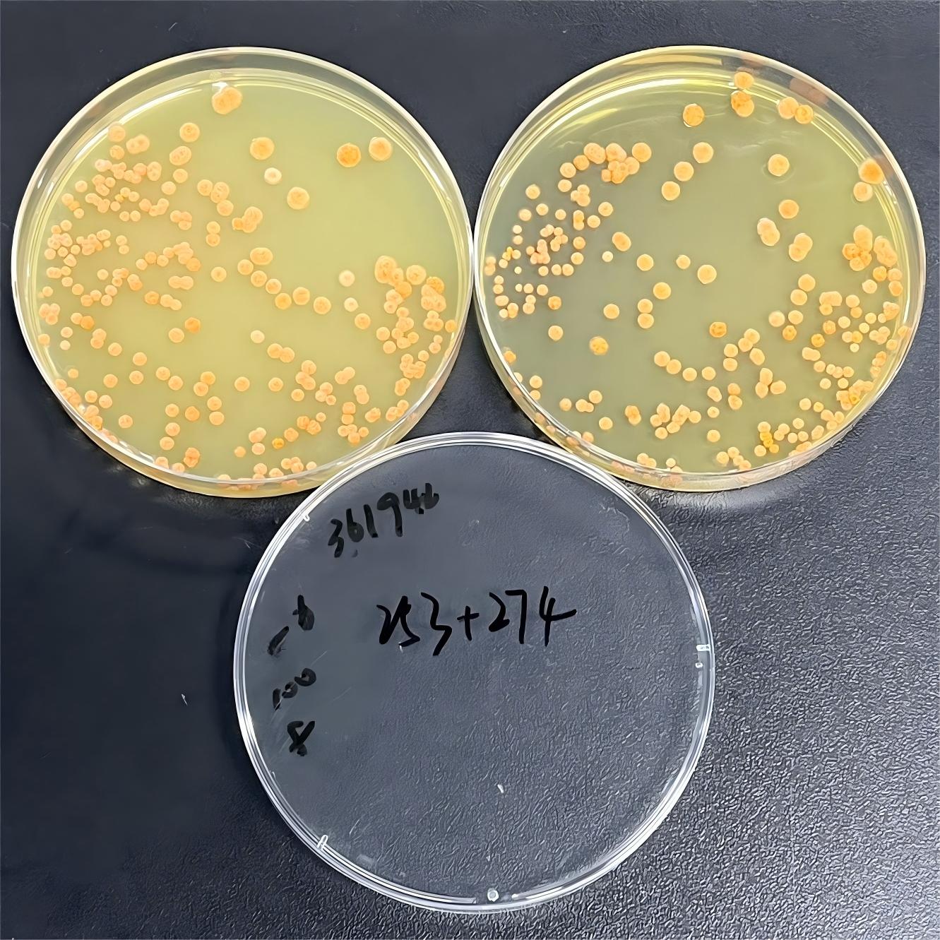 Nocardia pyogenes-BNCC