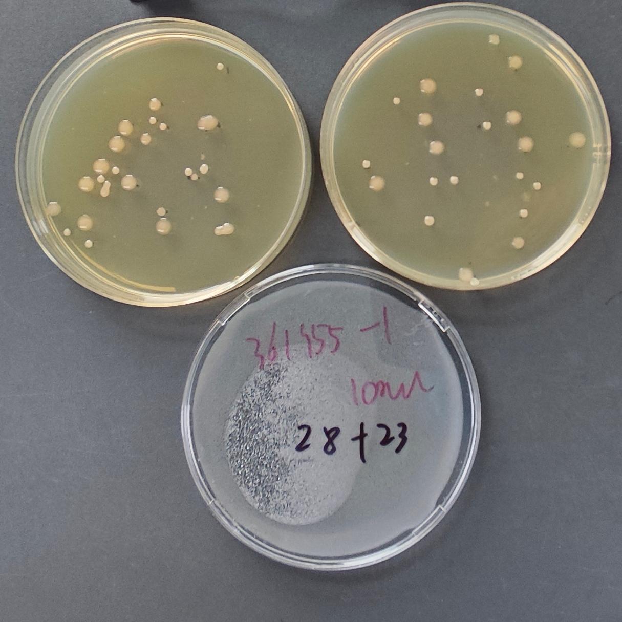 Short Bacillus Quantity Strain-BNCC