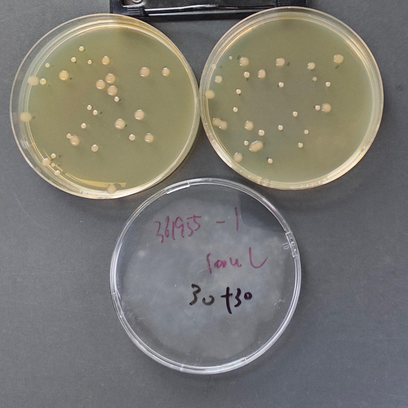 Short Bacillus Quantity Strain-BNCC