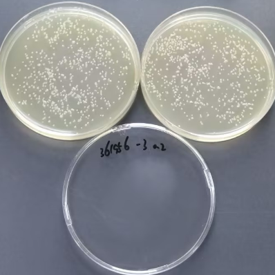 Quantitative strain of Bacillus subtilis-BNCC