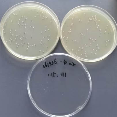 Quantitative strain of Bacillus subtilis-BNCC