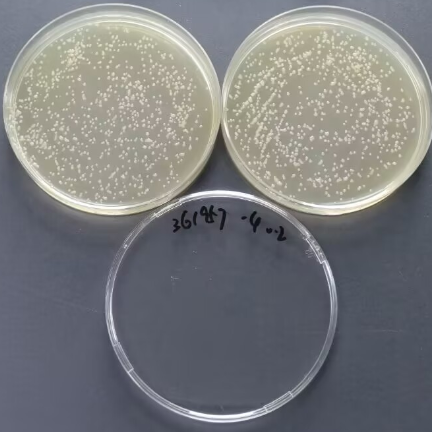 Quantitative strain of Bacillus subtilis-BNCC