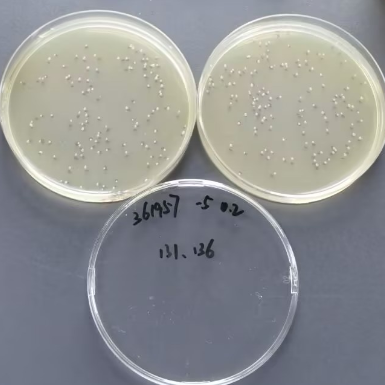 Quantitative strain of Bacillus subtilis-BNCC