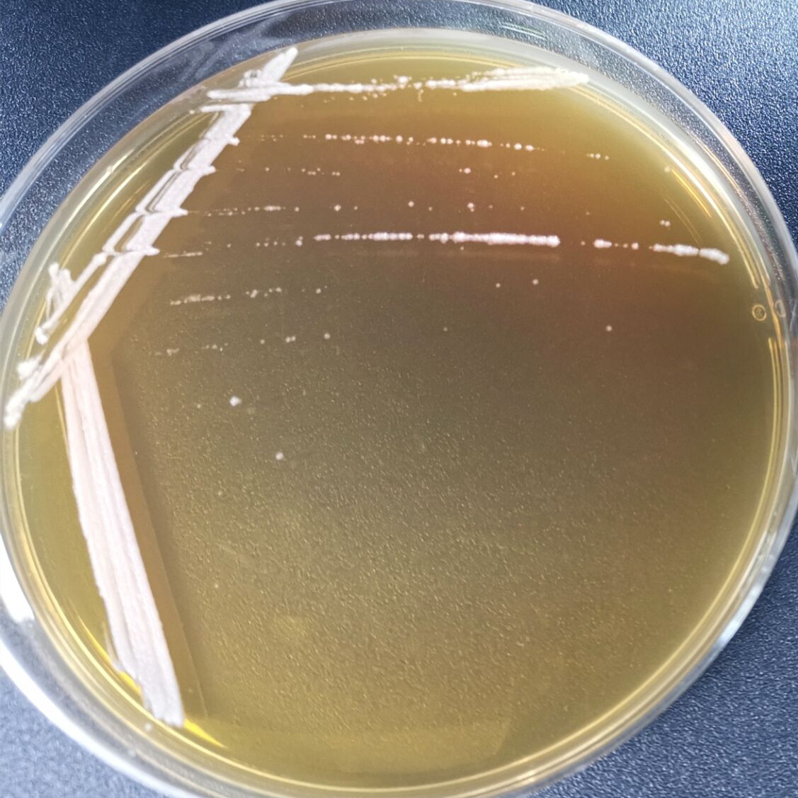 Lactobacillus delbrueckii-BNCC