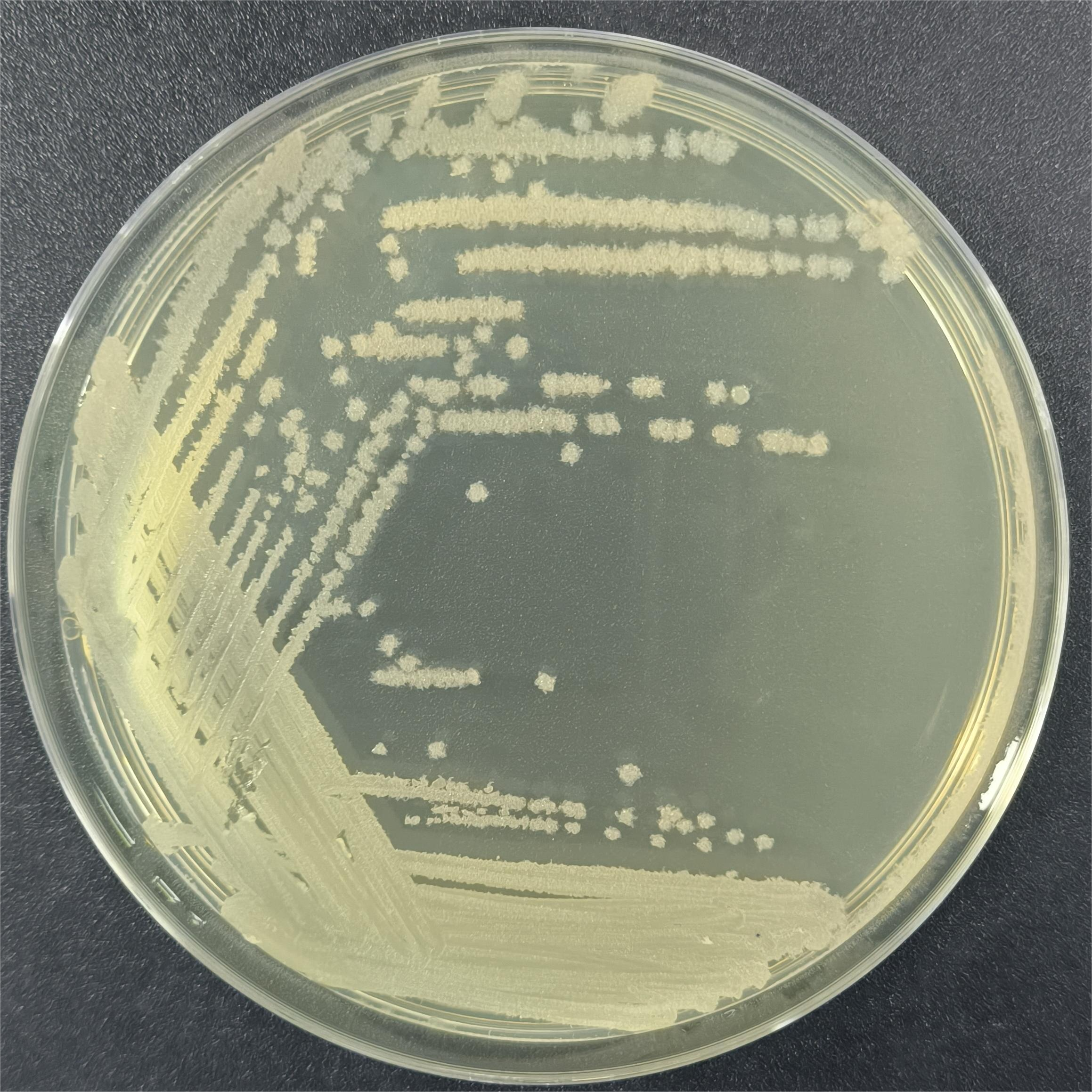 Bacillus licheniformis-BNCC