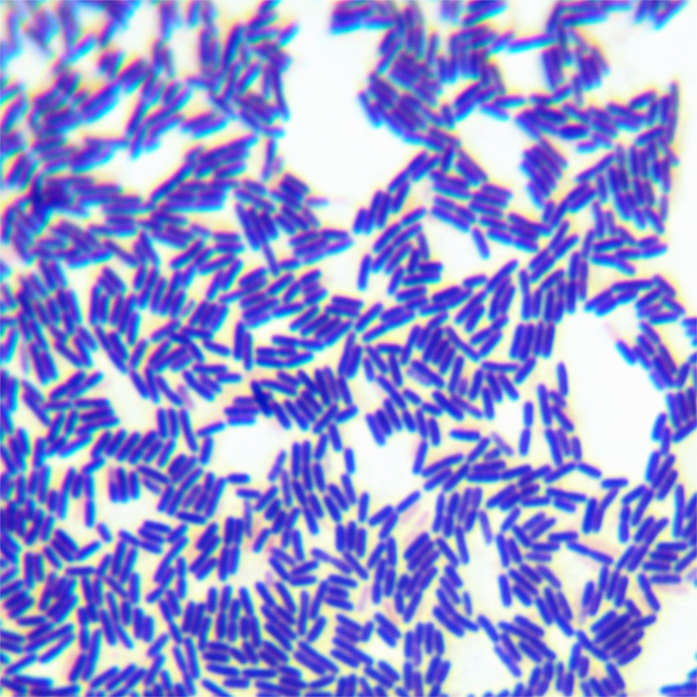 Bacillus licheniformis-BNCC