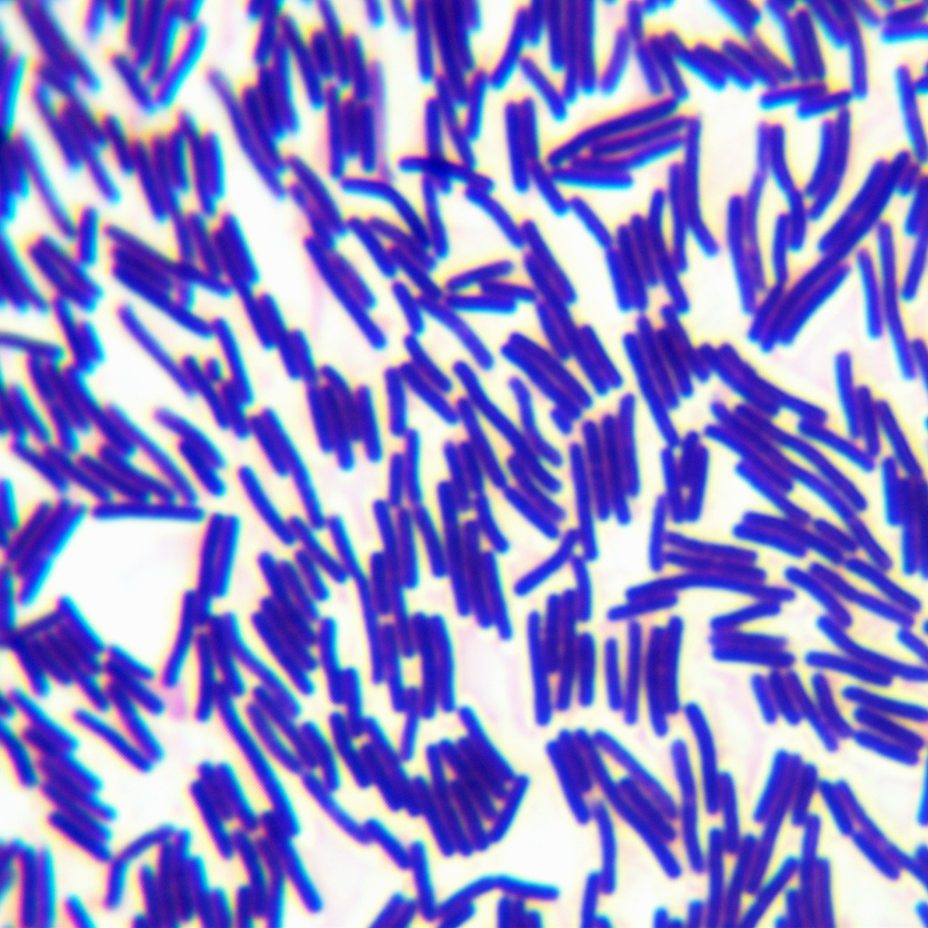 Bacillus coagulans-BNCC