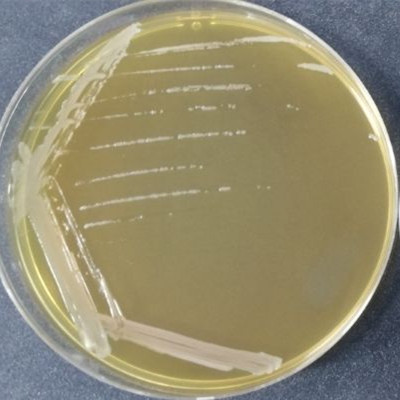 Bacillus coagulans-BNCC