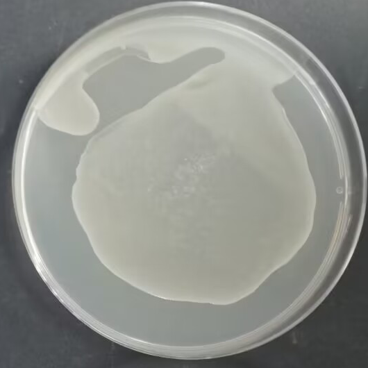 Nocardia genus-BNCC