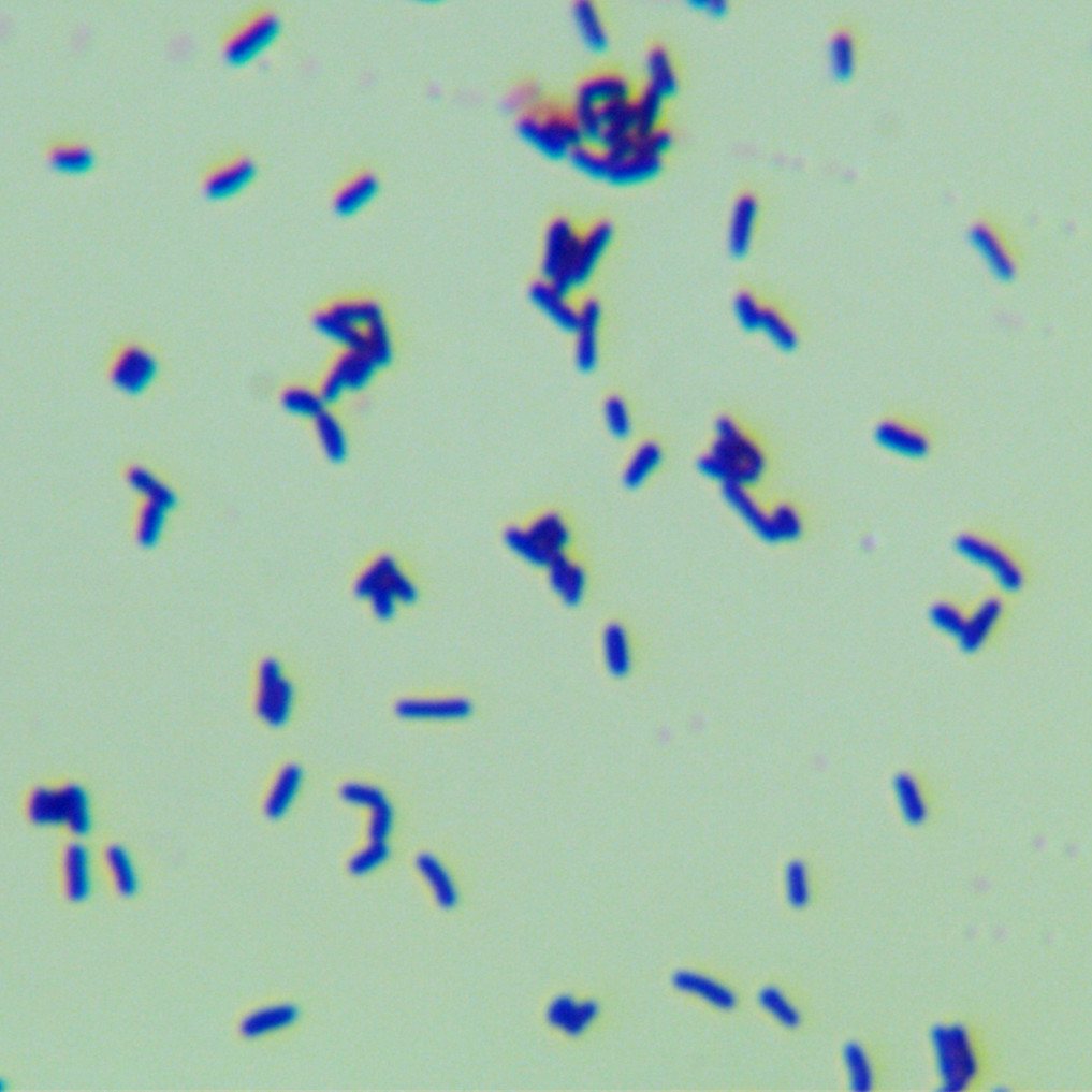 Nocardia genus-BNCC