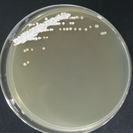 White Streptomyces-BNCC
