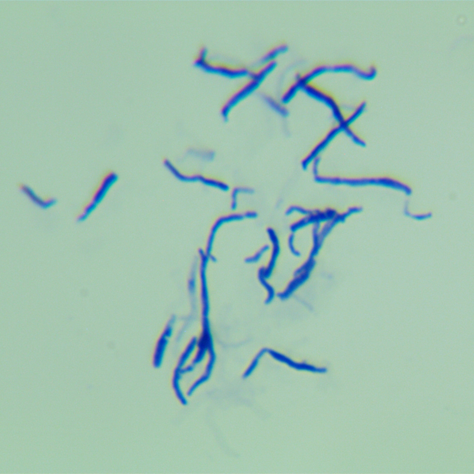 White Streptomyces-BNCC