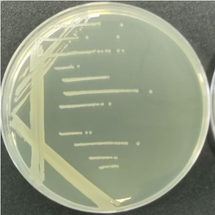 Bacillus subtilis-BNCC