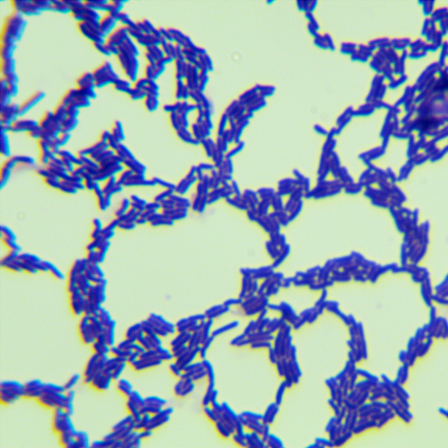 Bacillus subtilis-BNCC