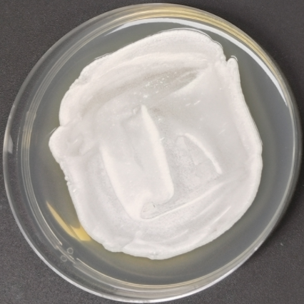 White Streptomyces-BNCC