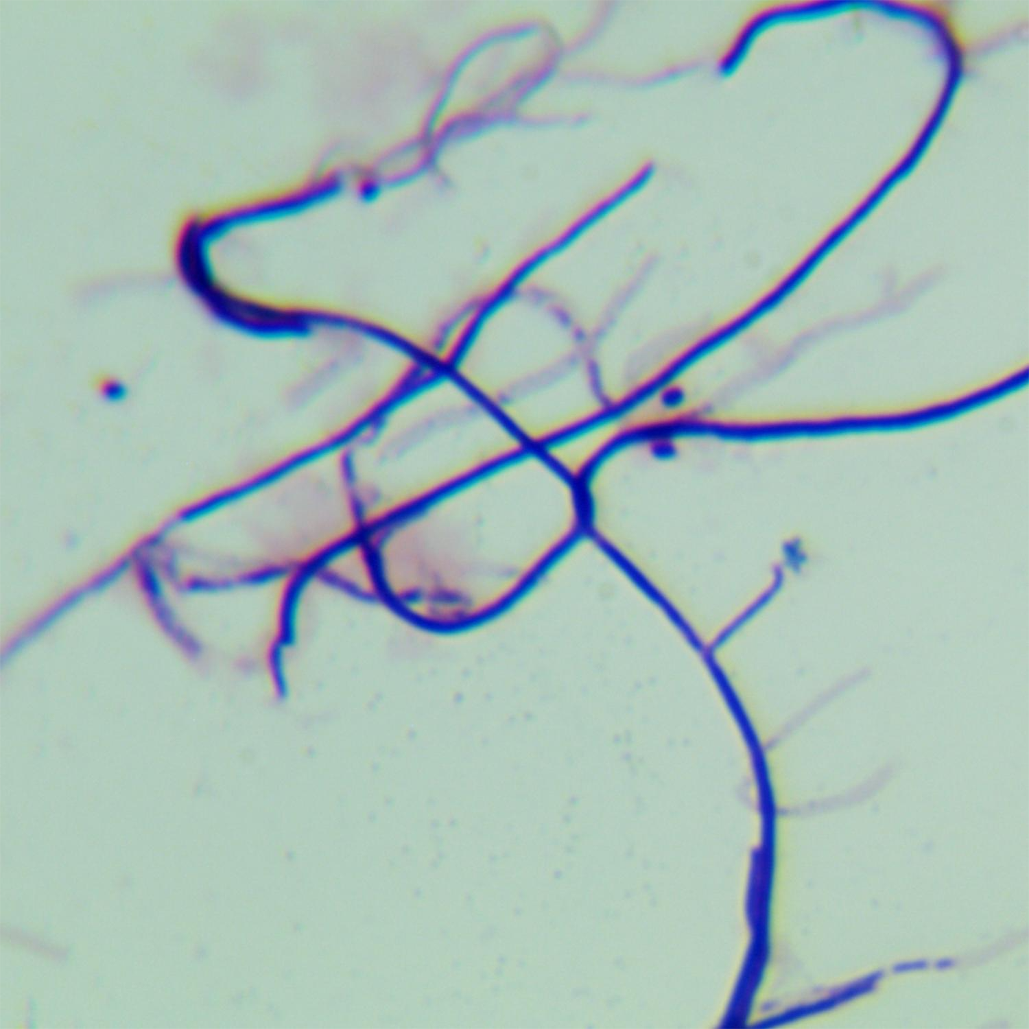 White Streptomyces-BNCC