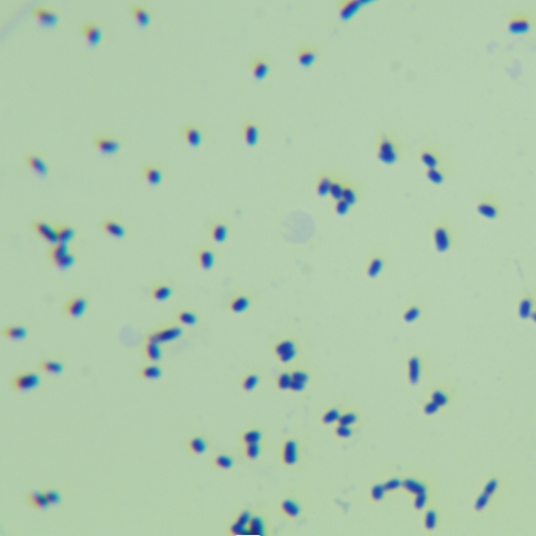 Streptomyces rhamnosus-BNCC