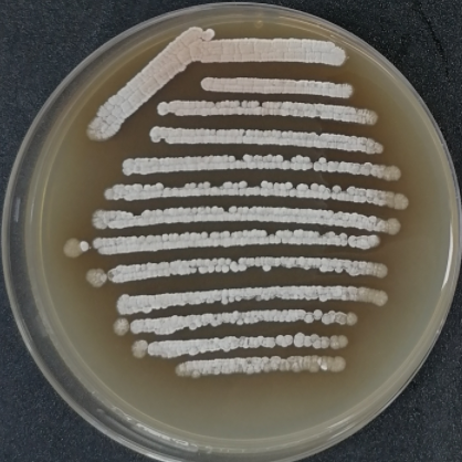 Streptomyces rhamnosus-BNCC