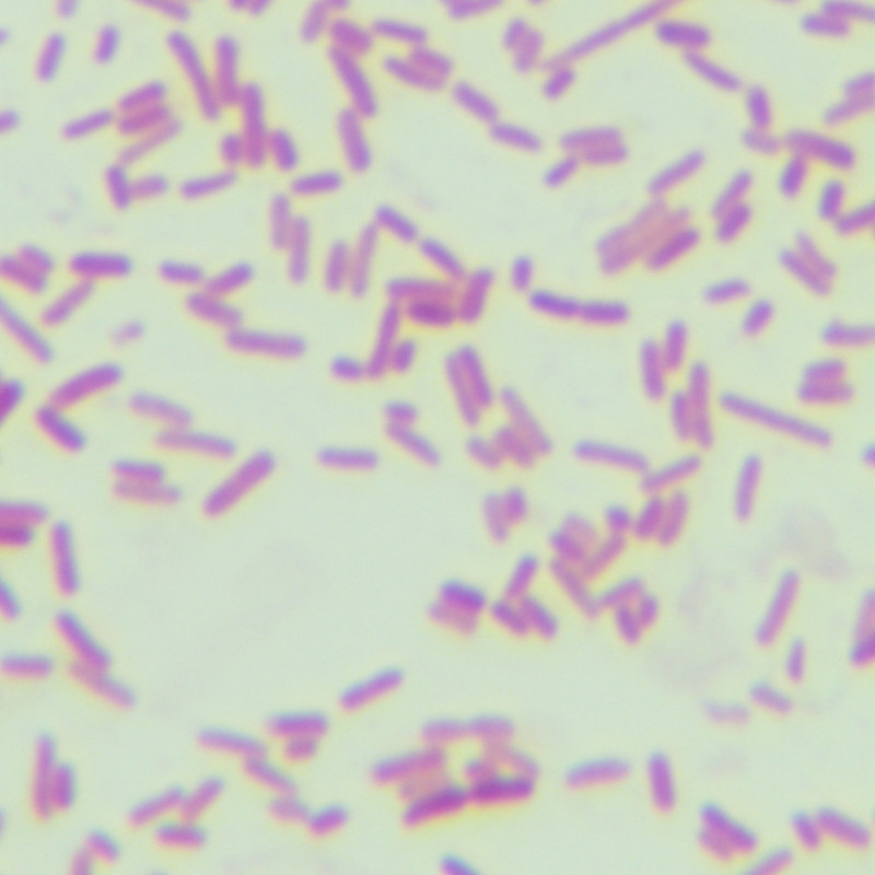 Shigella flexneri GFP-BNCC
