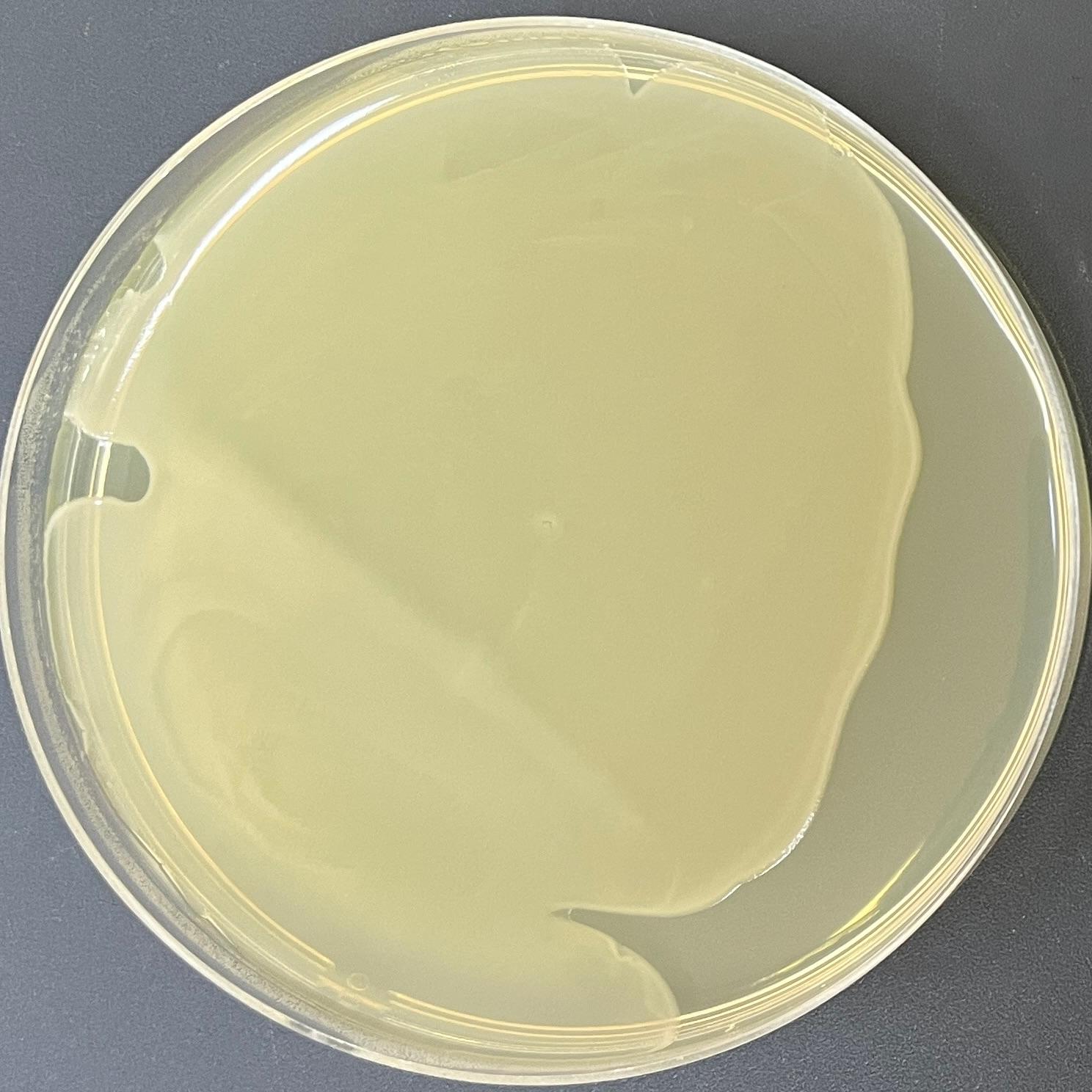 DH5 α (containing pEF1 α - Tet3G plasmid) Escherichia coli-BNCC