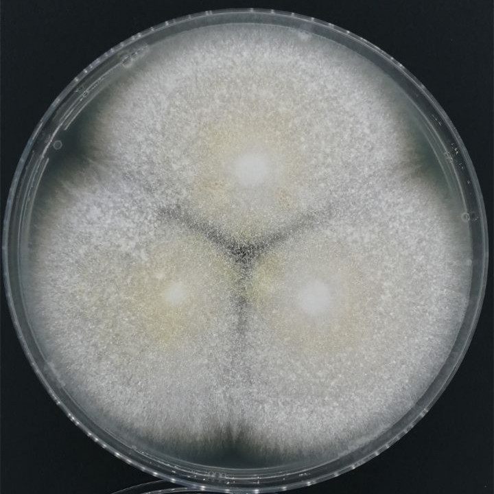 Aspergillus oryzae variant-BNCC