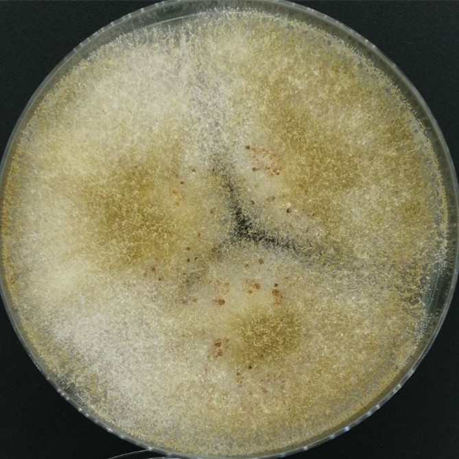 Aspergillus oryzae variant-BNCC